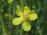 Verbascum lychnitis. Цветок. Украина, г. Запорожье, пос. Солнечный, возле дороги. 24.06.2011.
