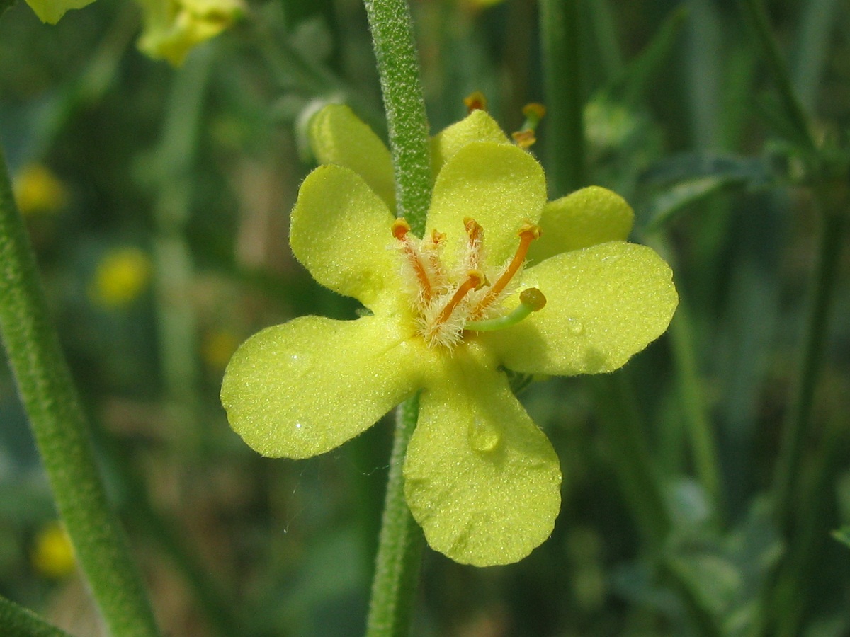 Изображение особи Verbascum lychnitis.