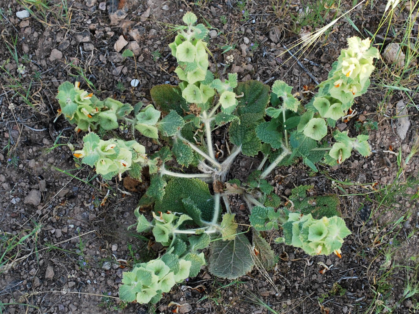 Image of Eremostachys isochila specimen.