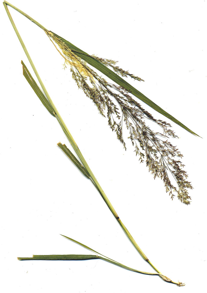 Изображение особи Calamagrostis phragmitoides.