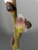 Salix × reichardtii. Вскрывшаяся почка соцветия растения с тычиночными цветками. Германия, г. Кемпен, в озеленении хоздвора городской комунальной службы. 28.02.2013.