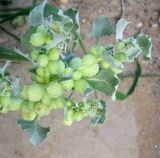 Atriplex holocarpa. Верхушка цветущего и плодоносящего растения. Израиль, г. Беэр-Шева, рудеральное местообитание. 02.03.2013.