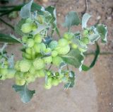 Atriplex holocarpa