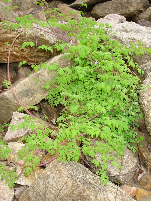 Image of Adlumia asiatica specimen.