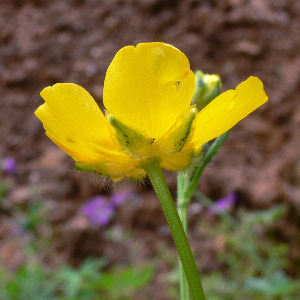 Image of Ranunculus polyanthemos specimen.