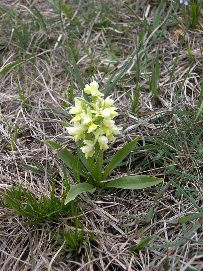 Image of Dactylorhiza romana ssp. georgica specimen.