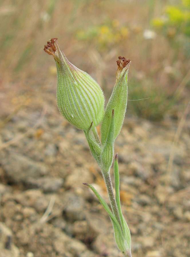 Image of Pleconax subconica specimen.