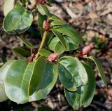 genus Rhododendron