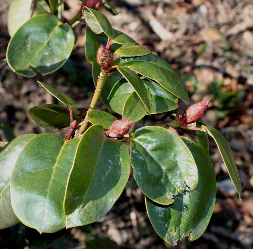 Изображение особи род Rhododendron.