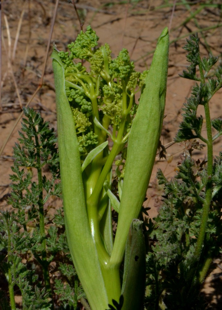 Image of Ferula caspica specimen.