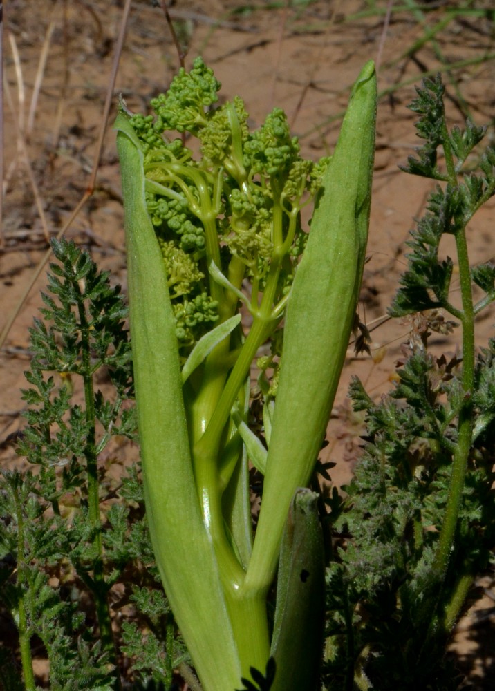 Изображение особи Ferula caspica.