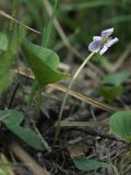 Viola palustris. Цветущее растение. Ленинградская обл., побережье в р-не пос. Большая Ижора. 31.05.2009.