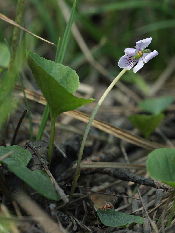 Image of Viola palustris specimen.