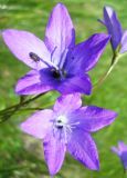 Campanula wolgensis