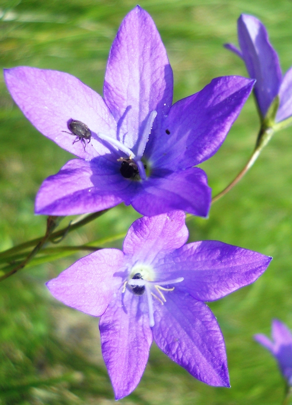 Image of Campanula wolgensis specimen.