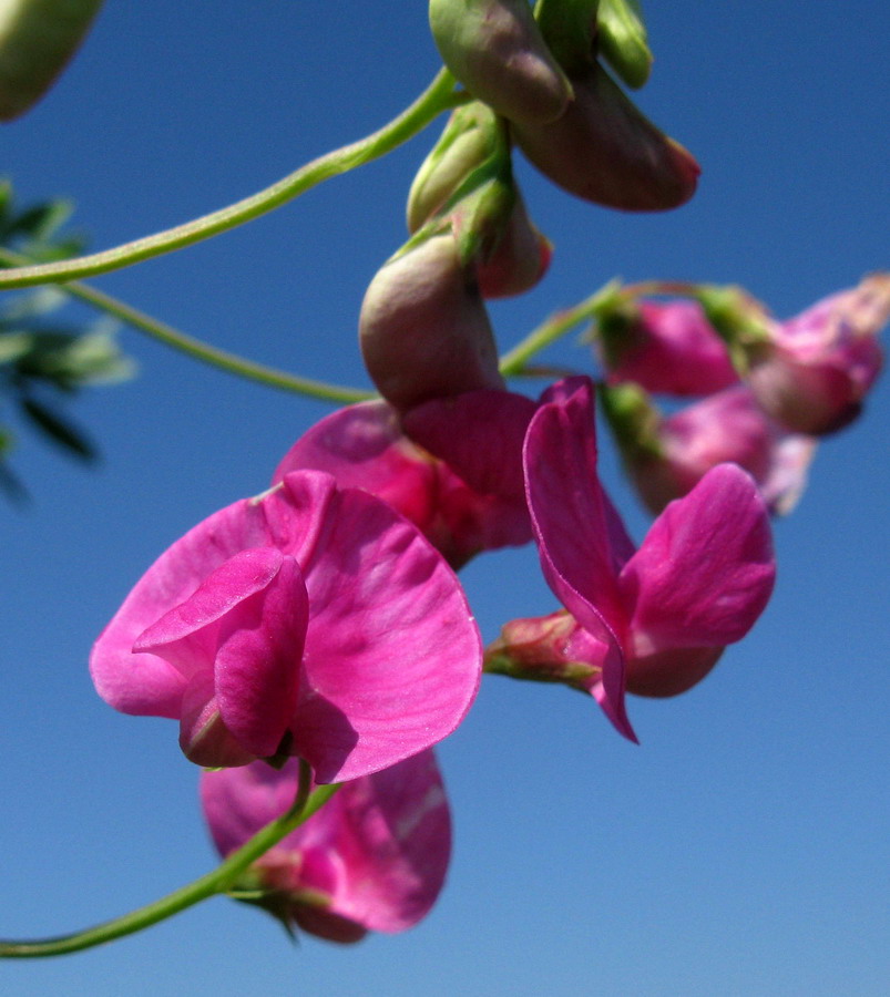 Image of Lathyrus tuberosus specimen.