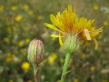 Crepis rhoeadifolia
