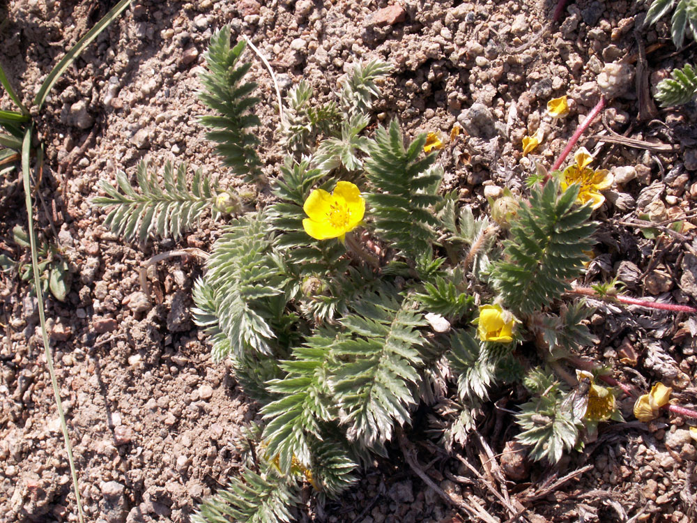 Image of Potentilla anserina specimen.