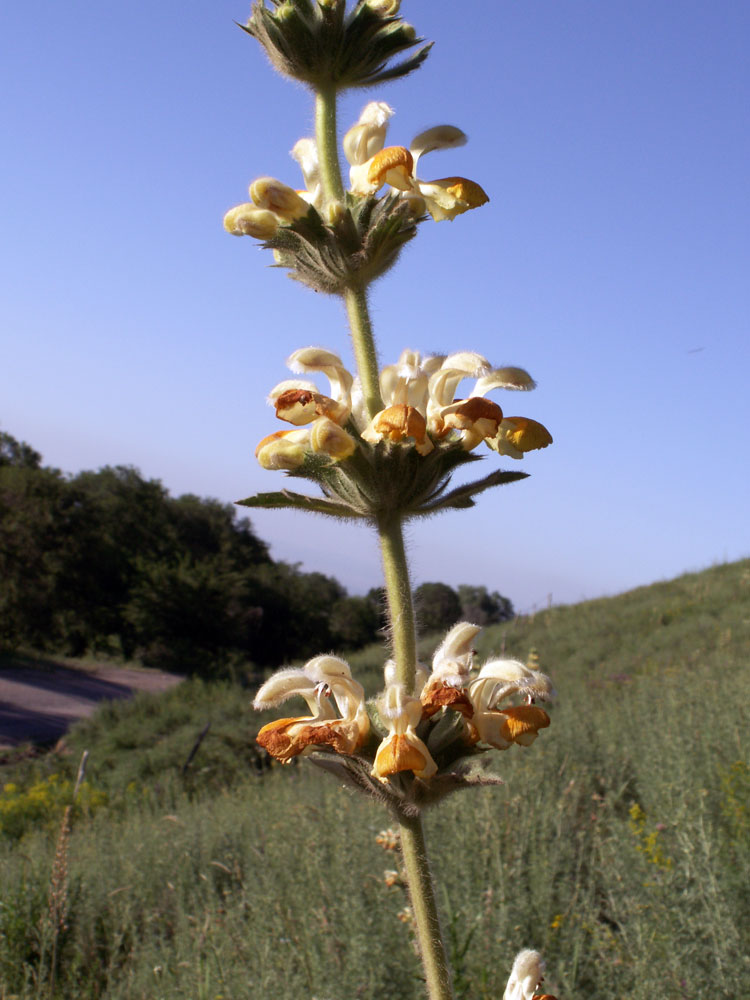 Изображение особи Phlomoides fetisowii.