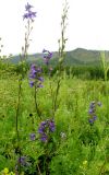 Delphinium polozhiae