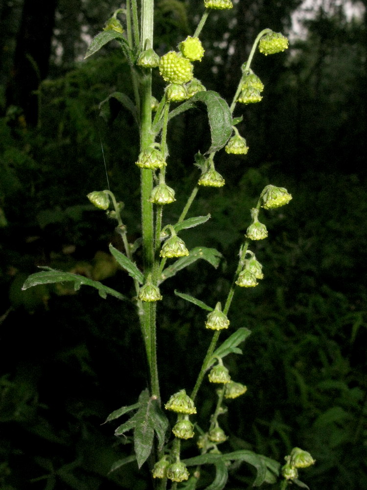 Image of Artemisia tanacetifolia specimen.