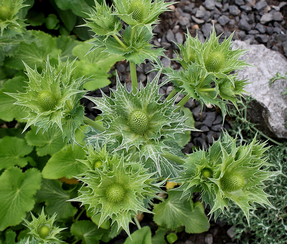 Изображение особи Eryngium giganteum.