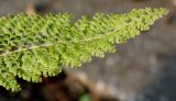 Polystichum setiferum