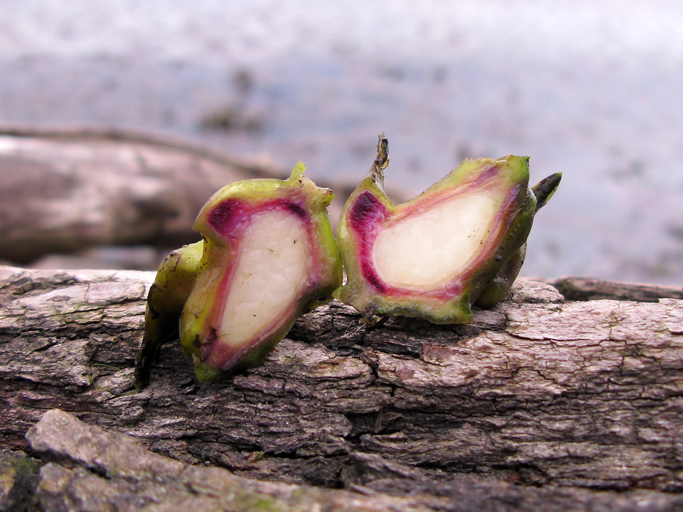 Image of Trapa maeotica specimen.