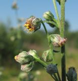 Artemisia vulgaris