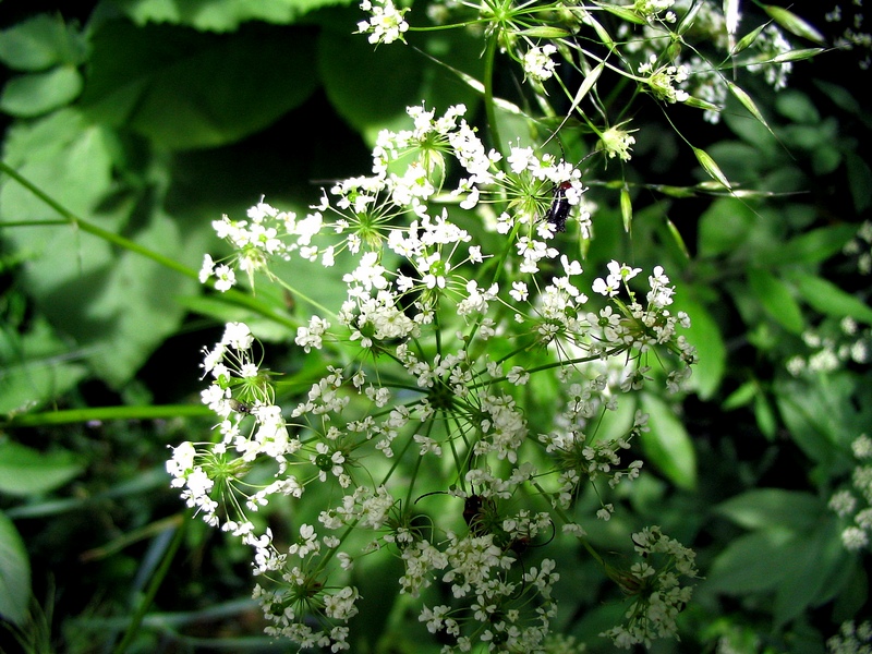 Image of Chaerophyllum aromaticum specimen.