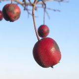 Crataegus rhipidophylla