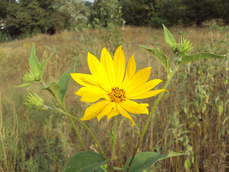 Image of Helianthus tuberosus specimen.