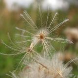 Saussurea alpina. Плоды. Архангельская обл., Вельский р-н, окр. пос. Усть-Шоноша, луг. 11.08.2012.