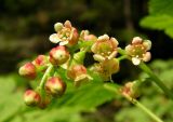 Ribes pallidiflorum