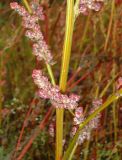 Chenopodium album