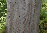 Alnus hirsuta. Средняя часть ствола. Германия, г. Дюссельдорф, Ботанический сад университета. 14.08.2013.