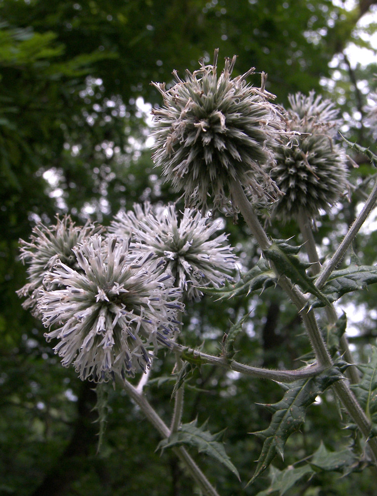 Изображение особи Echinops sphaerocephalus.