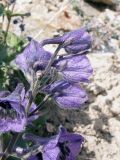 Delphinium oreophilum. Соцветие. Киргизия, Баткенская обл., Алайский хр. 18 июля 2011 г.