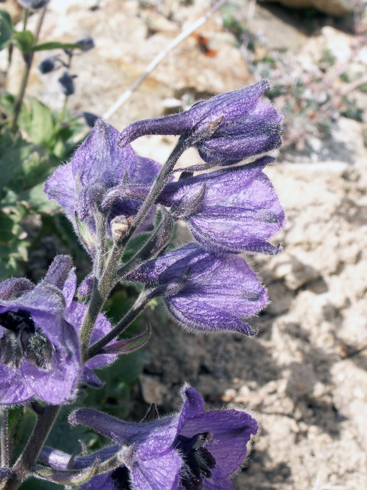 Image of Delphinium oreophilum specimen.