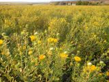 Grindelia squarrosa