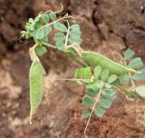 Vicia hybrida