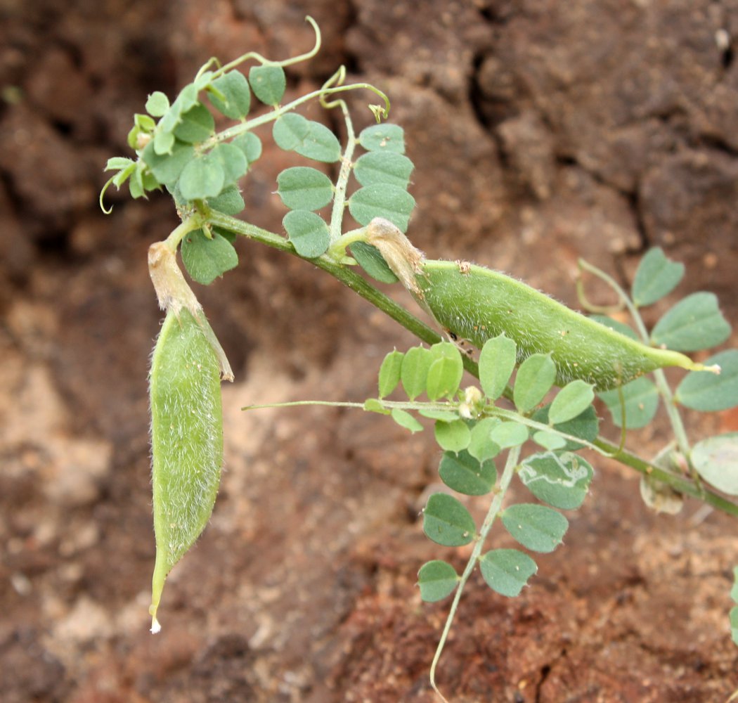 Изображение особи Vicia hybrida.