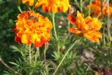 Tagetes patula. Цветущие растения и фуражирующая пчела медоносная (Apis mellifera L). Восточный Казахстан, г. Усть-Каменогорск, парк, в культуре. 30.09.2012.