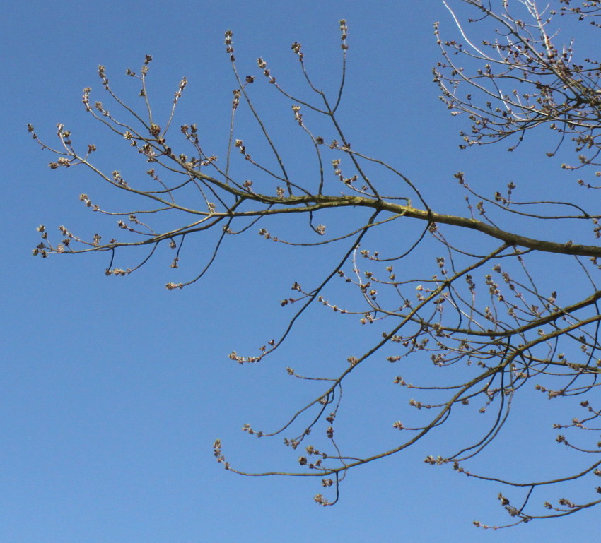 Image of Acer negundo specimen.