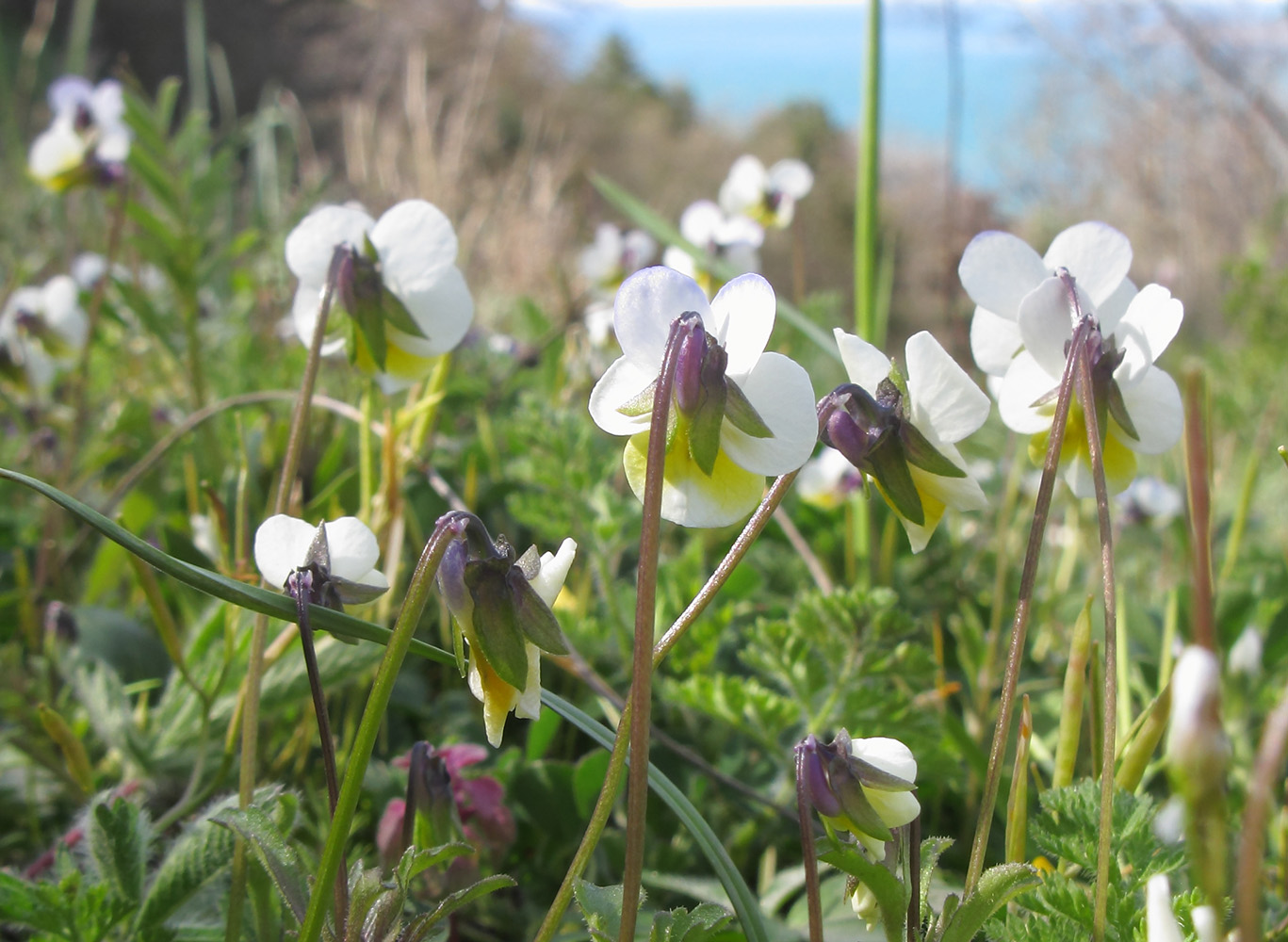 Изображение особи Viola hymettia.