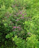 Lespedeza bicolor