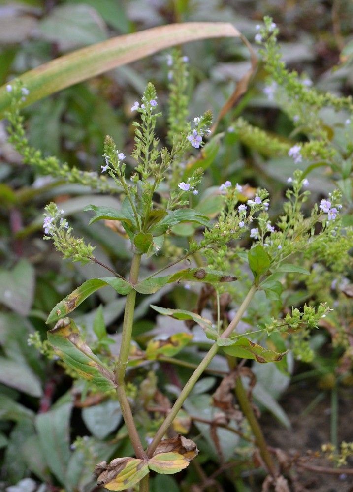 Изображение особи Veronica anagallis-aquatica.