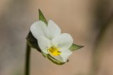 Viola arvensis. Цветок. Ставропольский край, Бештаугорский заказник, на скальном выступе. 04.05.2014.