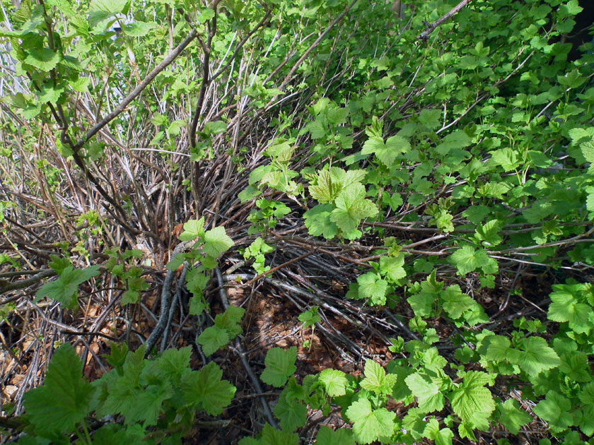 Image of Ribes nigrum specimen.