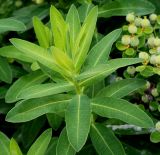 Euphorbia villosa. Верхняя часть побега. Германия, г. Дюссельдорф, Ботанический сад университета. 02.06.2014.